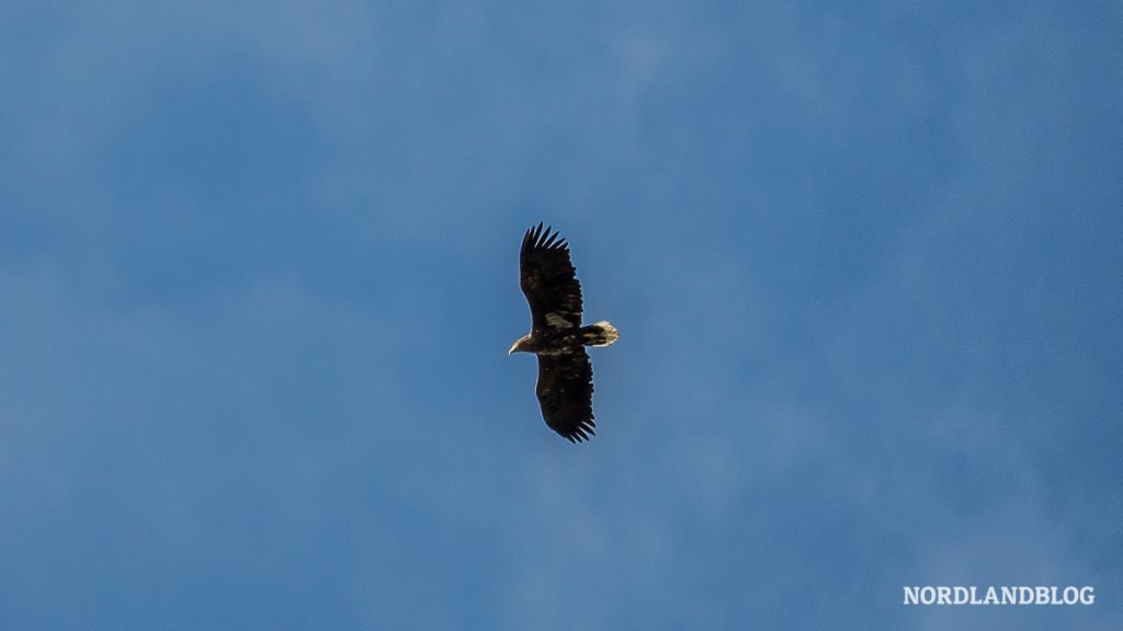 Seeadler kreist am Himmel in Norwegen Seeadler kreist am Himmel in Norwegen