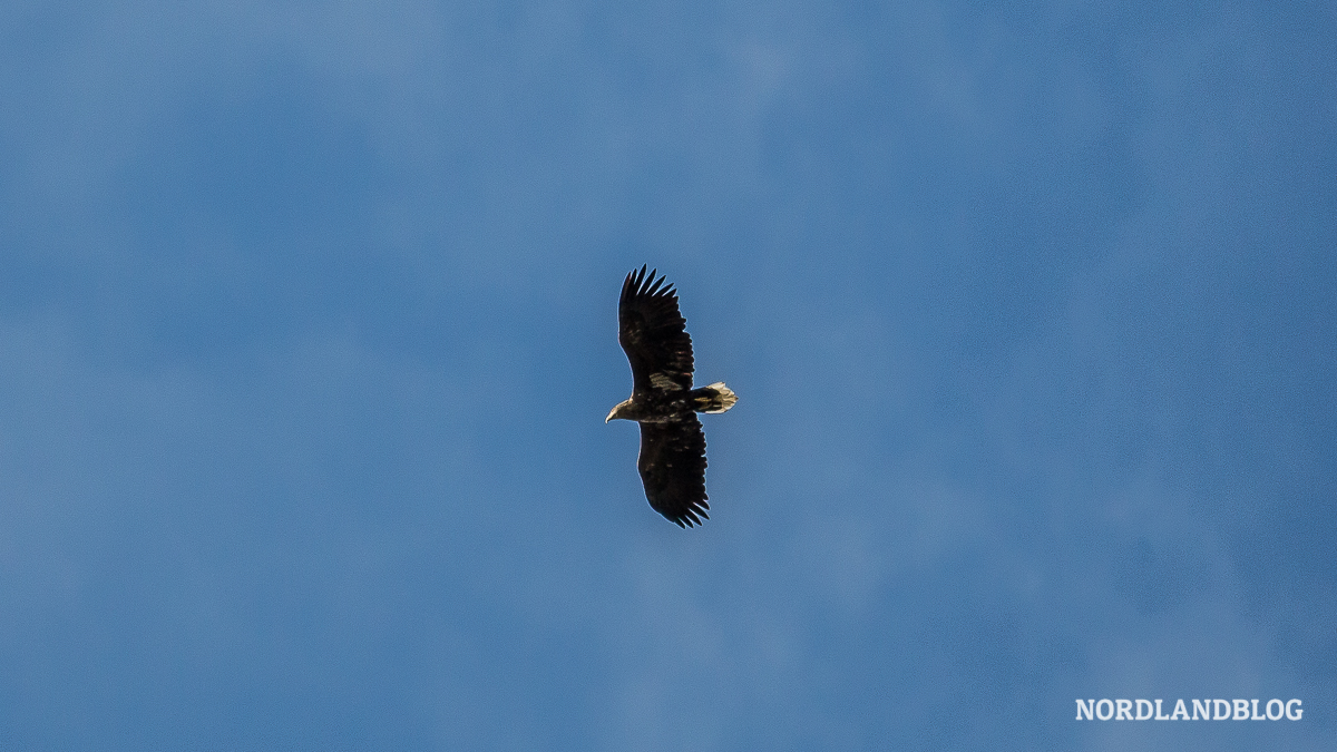 Seeadler kreist am Himmel in Norwegen