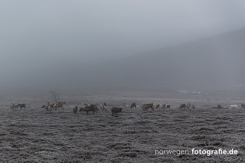 Im Nebel ist dieses Foto von einer wilden Rentierende entstanden. Der Nationalpark Femundmarke in Norwegen hält einige Überraschungen parat.