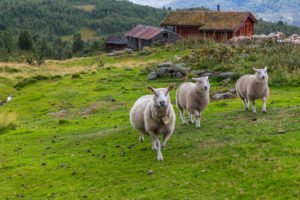 Ein Photo von Schafen auf den Weg in die Zivilisation Norwegens.
