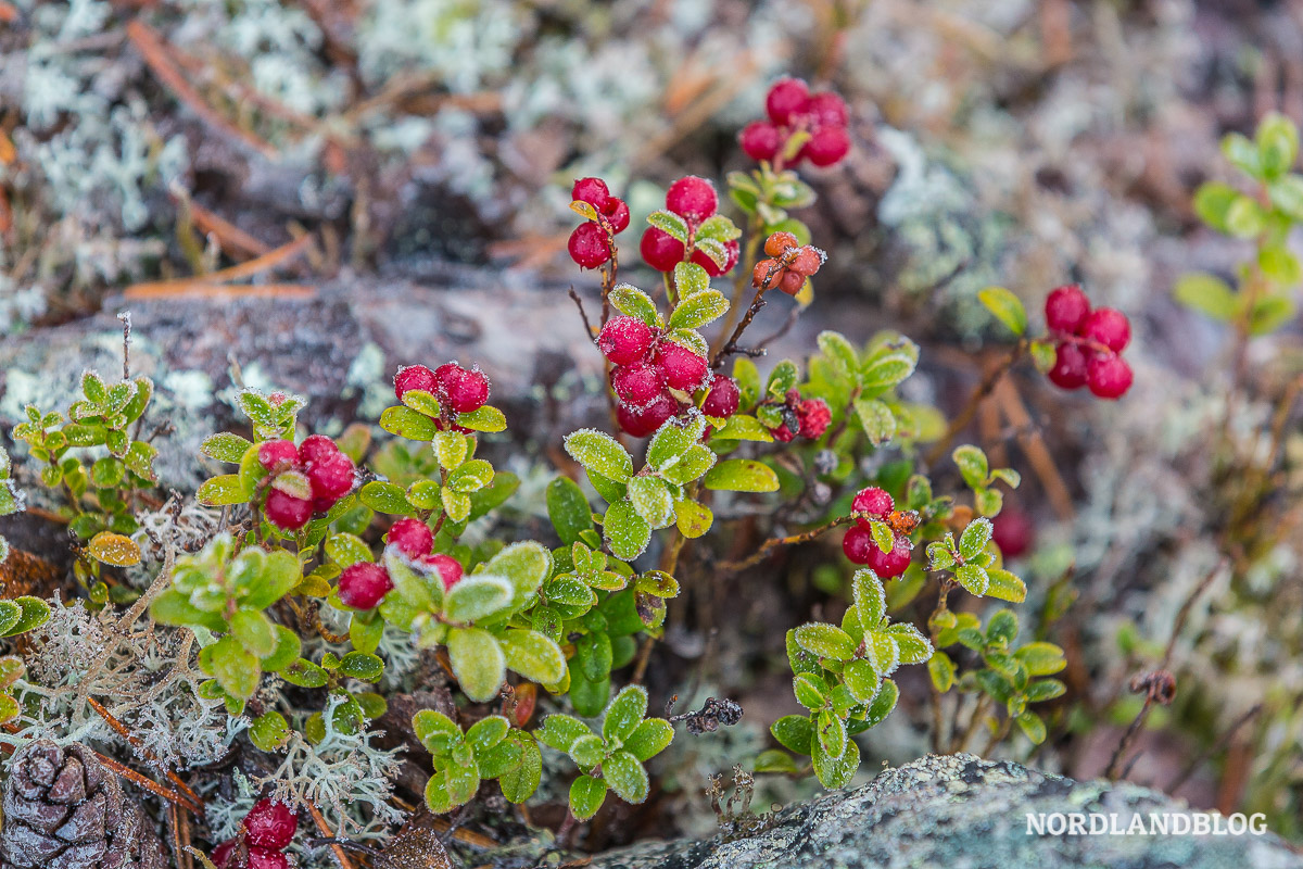 Preiselbeeren in Norwegen.