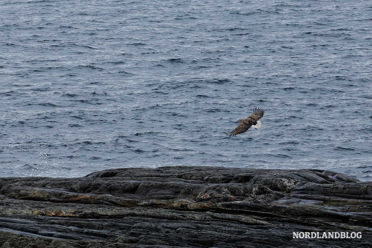 Seeadler vor der Küste der Insel Lovund in Nordnorwegen
